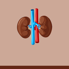 kidney